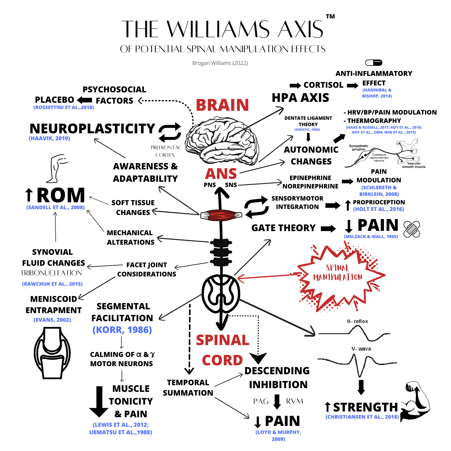 THE EXPLORATION OF POTENTIAL SPINAL MANIPULATION EFFECTS