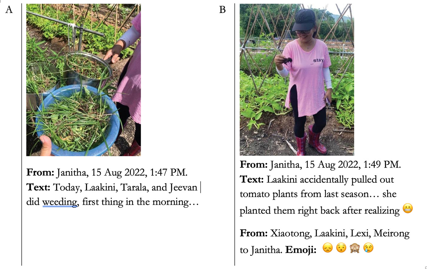 The left half of the figure shows a photo of Two farm volunteers carrying each a pot with weeds gathered at Nai Waan's farm plot, with the text: "From: Janitha, 15 Aug 2022, 1:47 PM. Text: Today, Laakini, Tarala, and Jeevan did weeding, first thing in the morning..." The right half of the figure shows Volunteer Laakini holding the uprooted tomato seedling in her hand that she mistook for a weed and accidentally pulled out, with the text: "From: Janitha, 15 Aug 2022, 1:49 PM. Text: Laakini accidentally pulled out tomato plants from last season... she planted them right back after realizing 😬 From: Xiaotong, Laakini, Lexi, Meirong to Janitha. Emoji: 😞 😯 🙈 😢" 