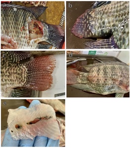 Streptococcosis in Nile tilapia Farming: A Severe yet Overlooked Health ...