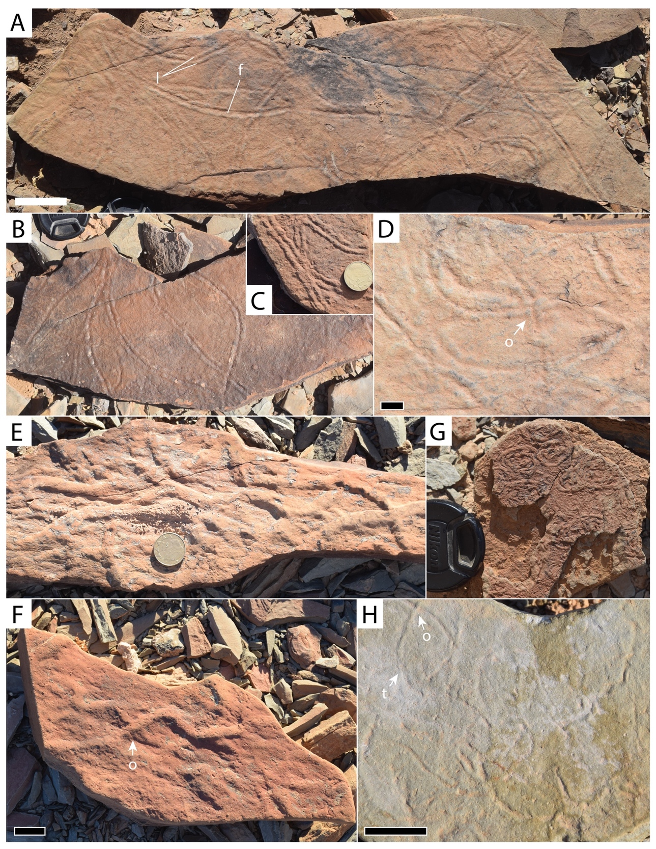 A close-up of several rocks AI-generated content may be incorrect.