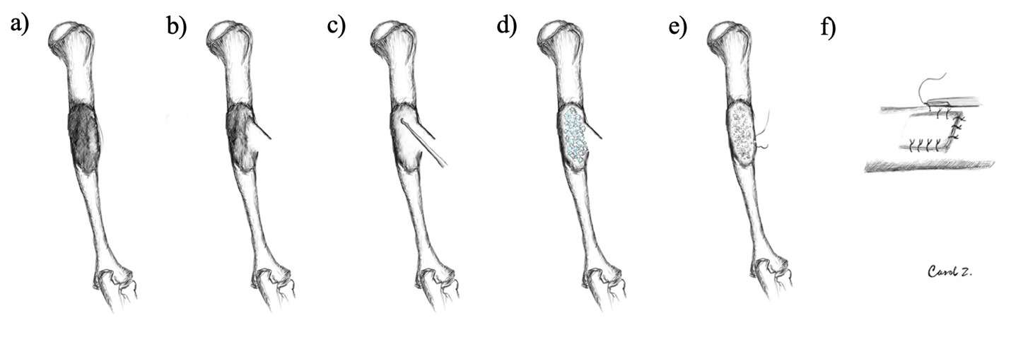 A drawing of a bone AI-generated content may be incorrect.