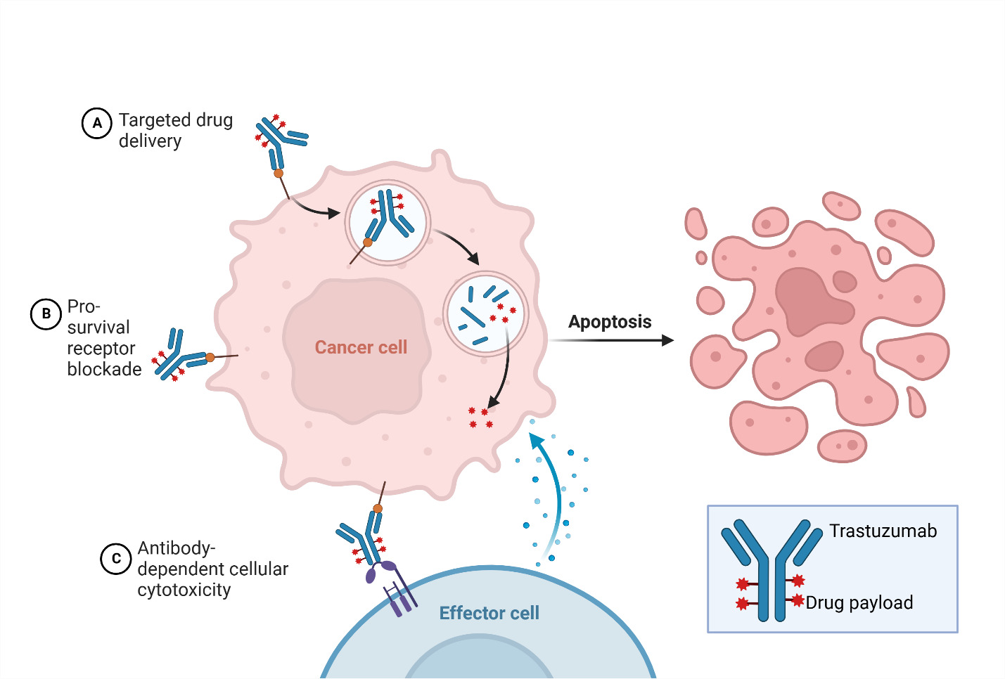 Drug Treatments for HER2 Positive Breast Cancer | Published in Critical ...