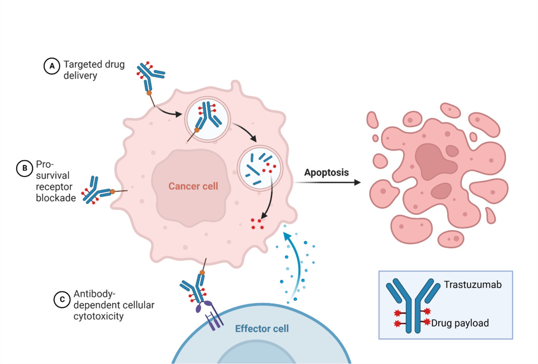 trastuzumab-mechanism-of-action-diagram