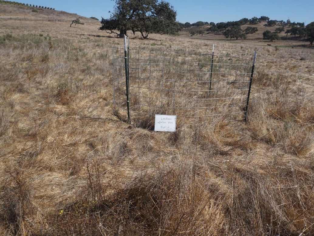 View of a hill with dried, tan-colored grassland and oaks in the background. At the center of the photo, there are long stalks of grass and wire fencing surrounds the treatment area.