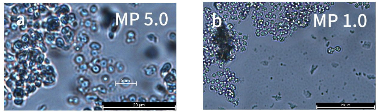 Toxic effects of long-term polystyrene microplastic exposure on