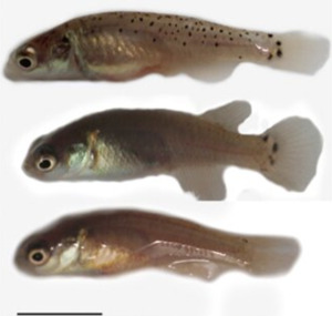 The complete genome sequence of the protogynous hermaphrodite North ...