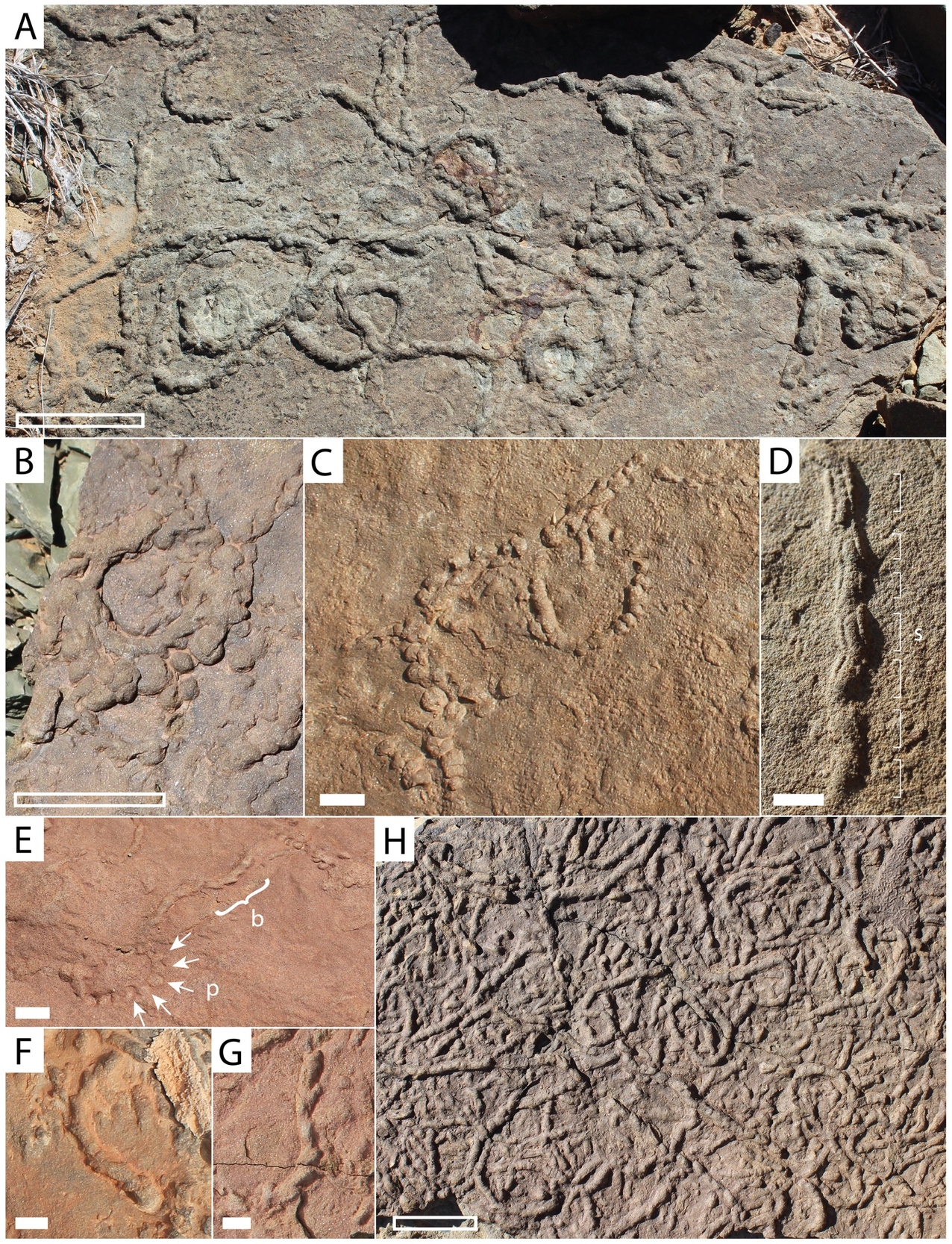 A collage of different types of rock carvings AI-generated content may be incorrect.