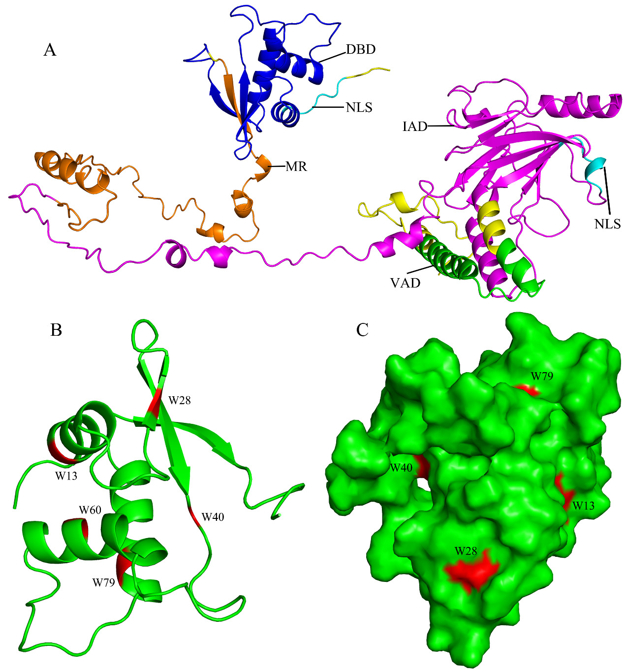 Characteristics of the interferon regulatory factor IRF5 and its ...