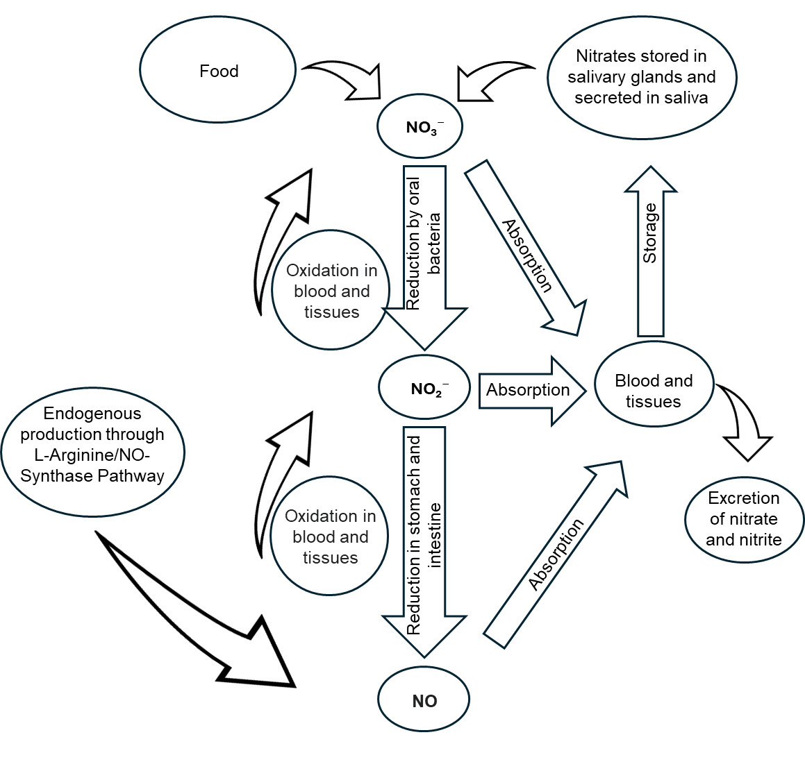 Flow chart showing the metabolism of nitrite and NO in the body