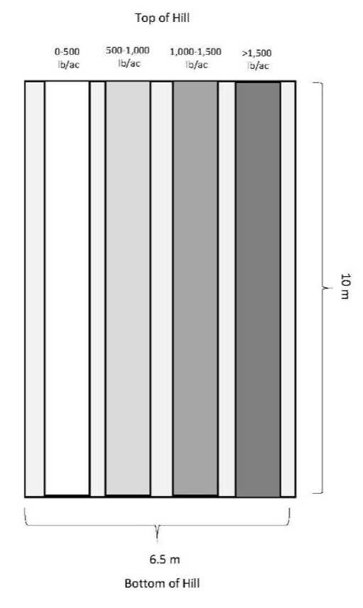 Line drawing of the rectangular plot layout labeled "Top of Hill" at the top and "Bottom of Hill" at the bottom. The plot is 10 m long and 6.5 m wide. It contains four vertical treatment strips arranged side by side, each representing a different biomass range: 0--500, 500--1,000, 1,000--1,500, and greater than 1,500 lb/acre.