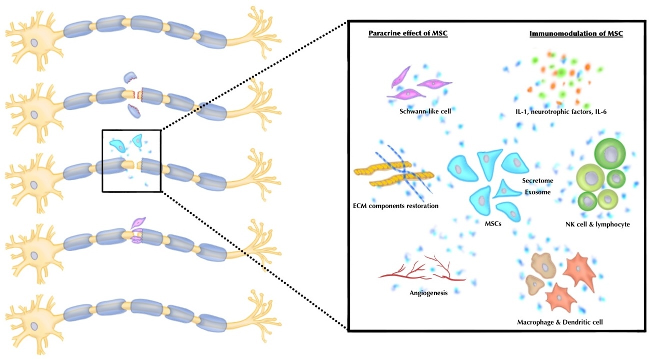 Regenerative Medicine: A New Horizon in Peripheral Nerve Injury and ...