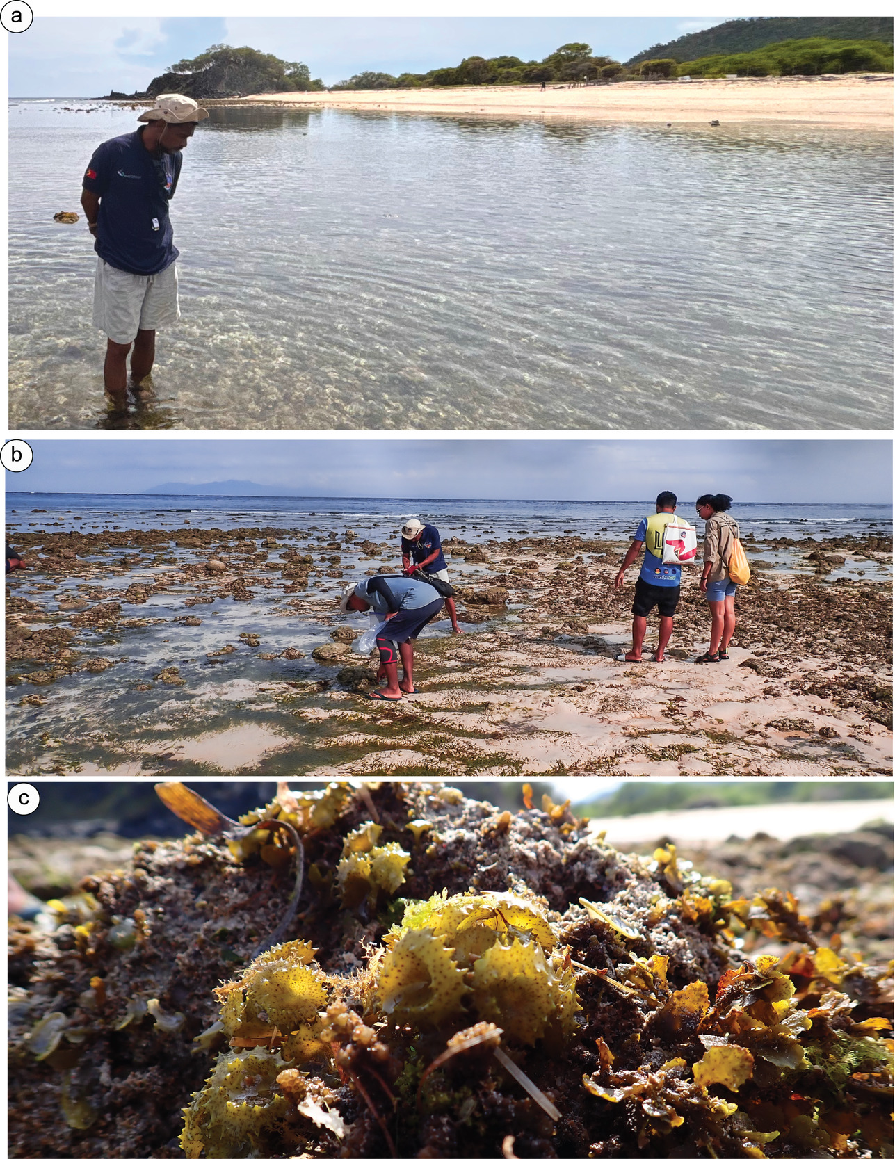 A collage of several images of people on a beach Description automatically generated