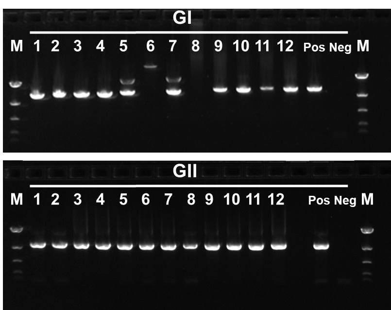 Wastewater-derived amplicons. Example of the amplicons from wastewater samples, visualised by gel electrophoresis. Amplification for GI and GII is visible as a white band. 