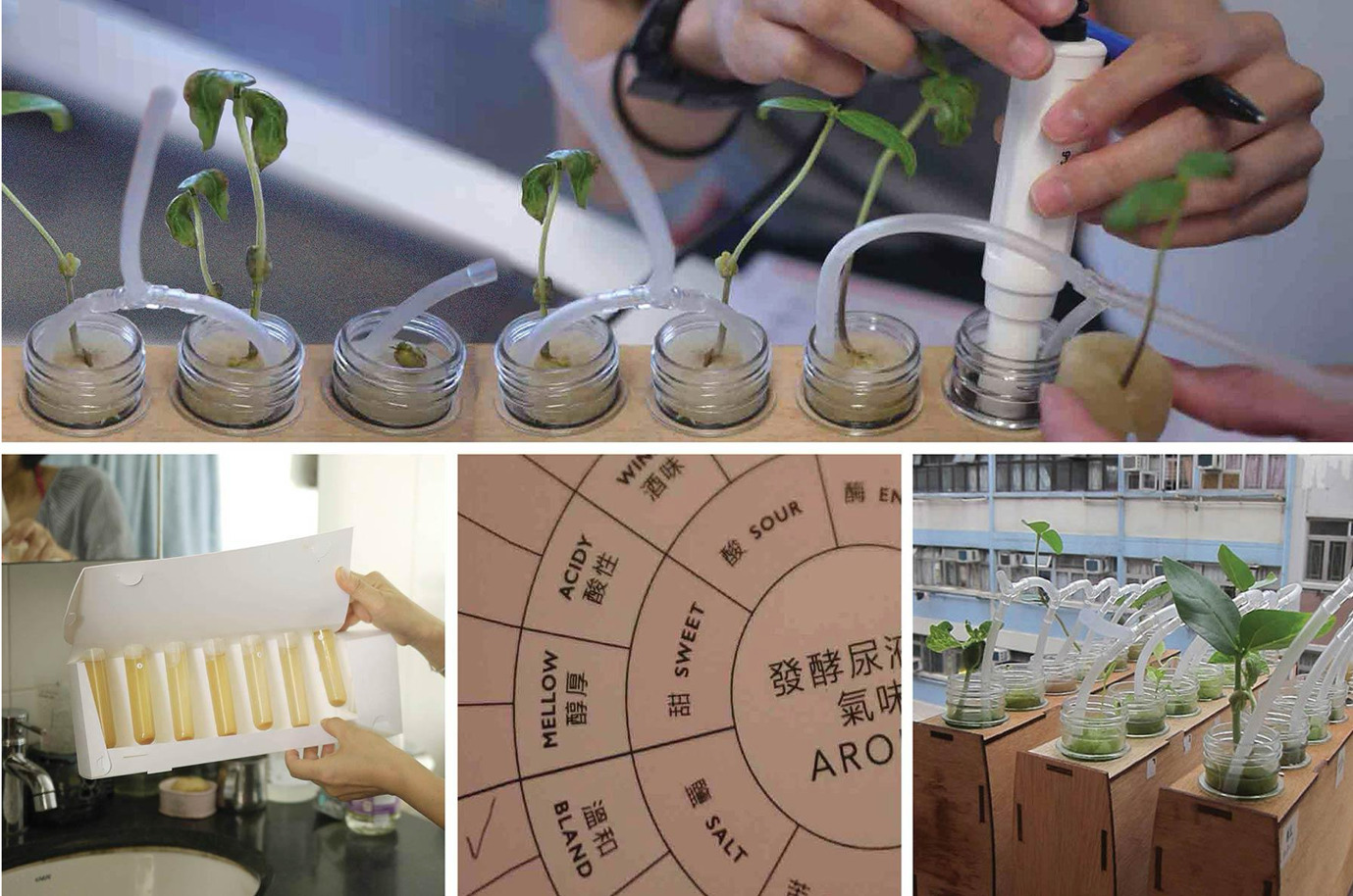 The figure contains four photographs. Image 1 shows a planter box with seven test tubes from which small bean plants are sprouting that grow in urine-fertilised water and with mouth-infused air tubes: the electrochemical state of the hydroponic system is assessed with a handheld measure device. Image 2 depicts a set of fermenting urine samples arranged in a box. Image 3 is a close-up of an aroma evaluation chart used for describing the smell nuances of the fermented urine. Image 4 shows three planter boxes placed on the balcony of a participants urban home from which several beans are growing out of the urine-fermented water.