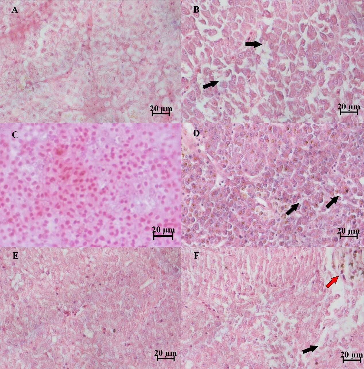 Identification and pathogenicity of Aeromonas veronii isolated from ...