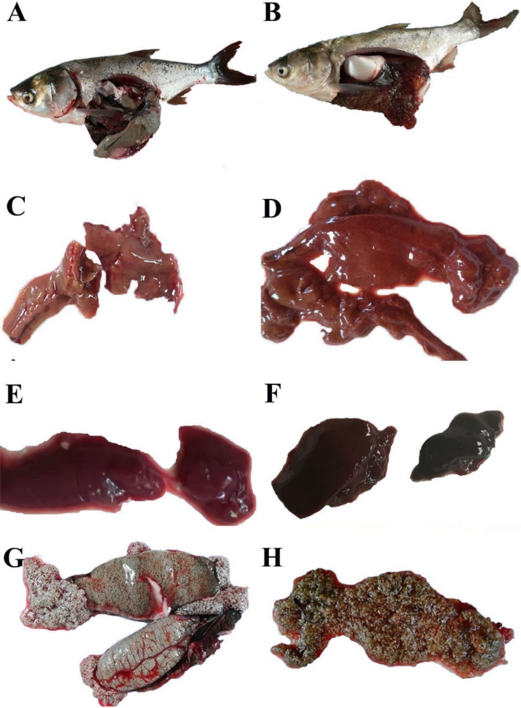 Identification and pathogenicity of Aeromonas veronii isolated from ...