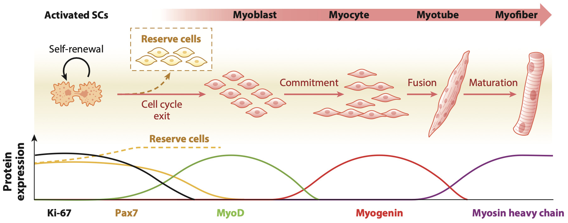 Diagram of a diagram showing the stages of myoblast Description automatically generated