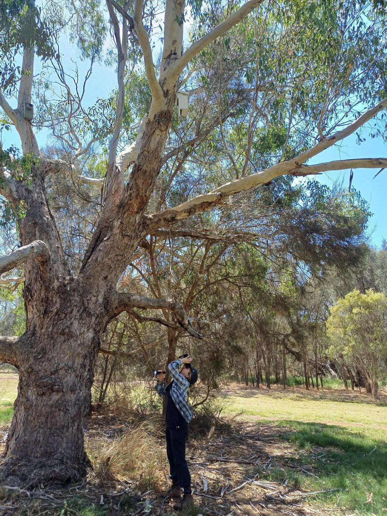 A person standing in a tree AI-generated content may be incorrect.