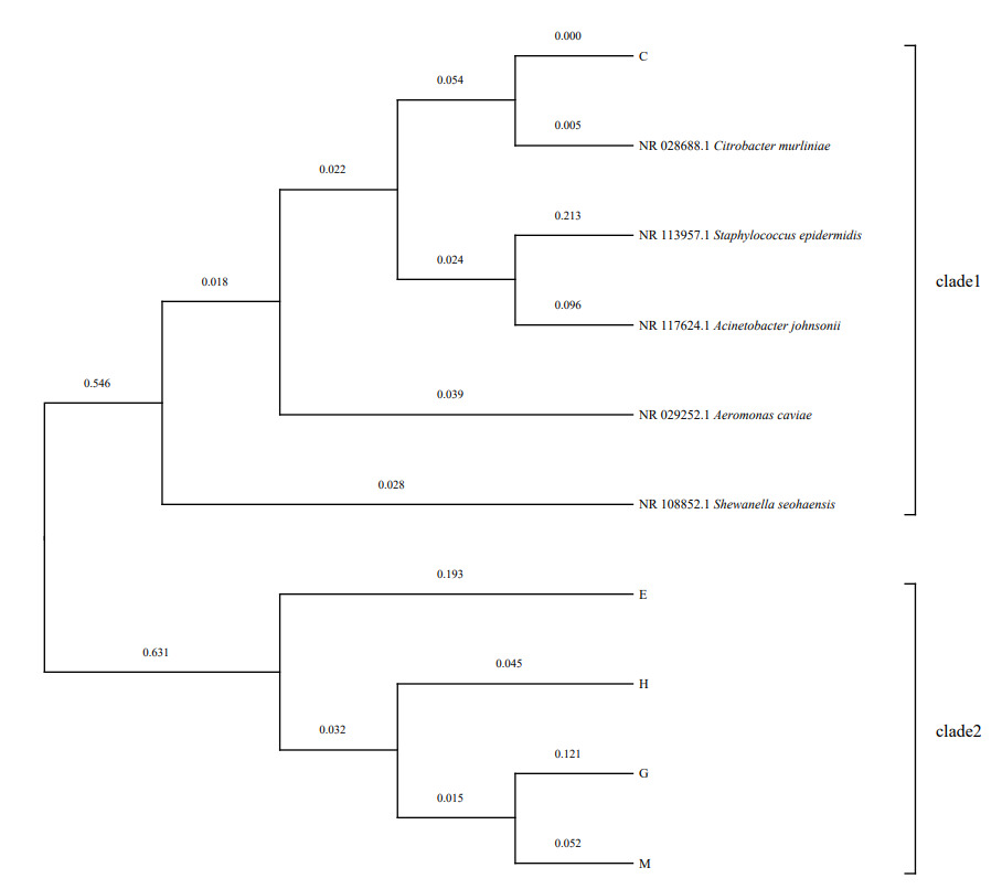 Isolation and identification of intestinal cellulolytic bacteria from ...