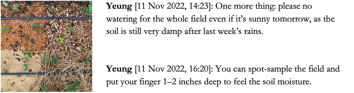 Close-up and top-down view onto a field segment with young strawberry plants and two hose lines of the drip irrigation system. The topsoil is also covered with four types of mulch including saw dust, rice husk, wood chips and straw. Accompanying text: "Yeung 11 Nov 2022, 14:23: One more thing: please no watering for the whole field even if it's sunny tomorrow, as the soil is still very damp after last week's rains." "Yeung 11 Nov 2022, 16:20: You can spot-sample the field and put your finger 1--2 inches deep to feel the soil moisture." 