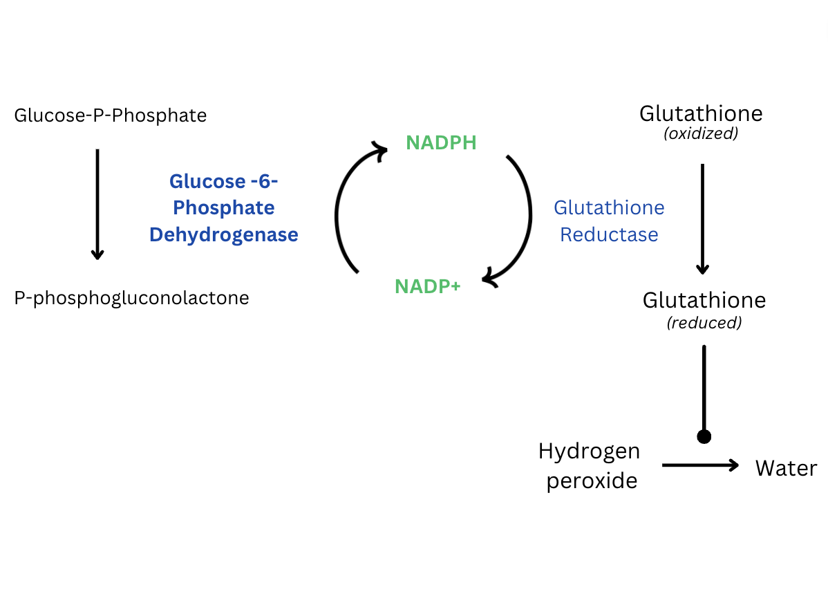 glutathione reductase deficiency symptoms Rasburicase-Induced Hemolytic Anemia Secondary to Undiagnosed G6PD  Deficiency