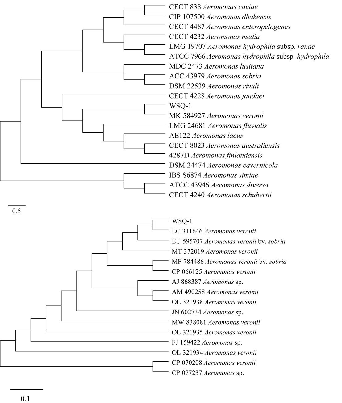 Identification and pathogenicity of Aeromonas veronii isolated from ...