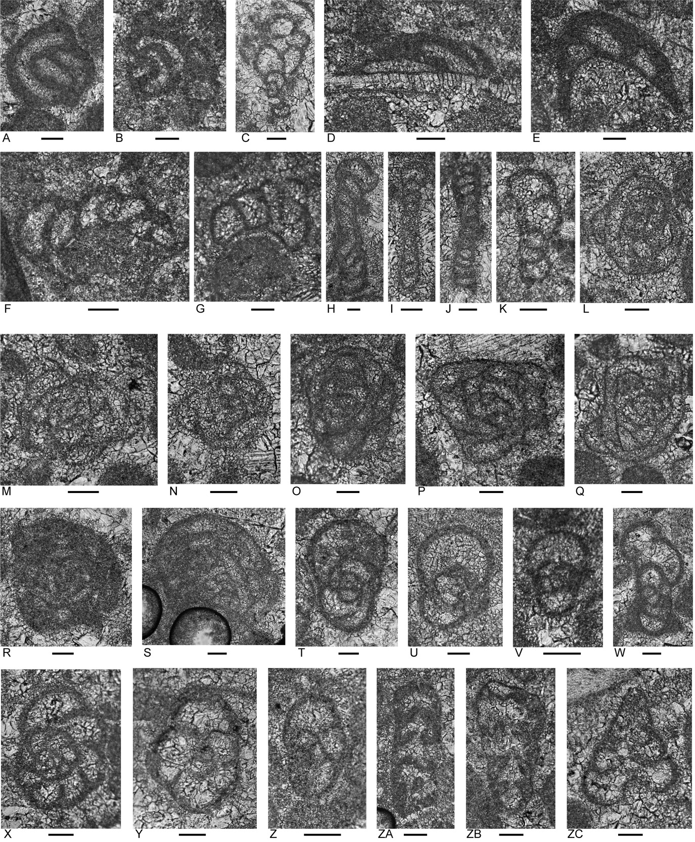 A collage of images of various shapes and sizes AI-generated content may be incorrect.