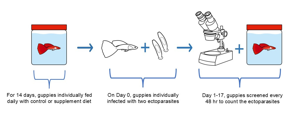 A diagram of a microscope Description automatically generated