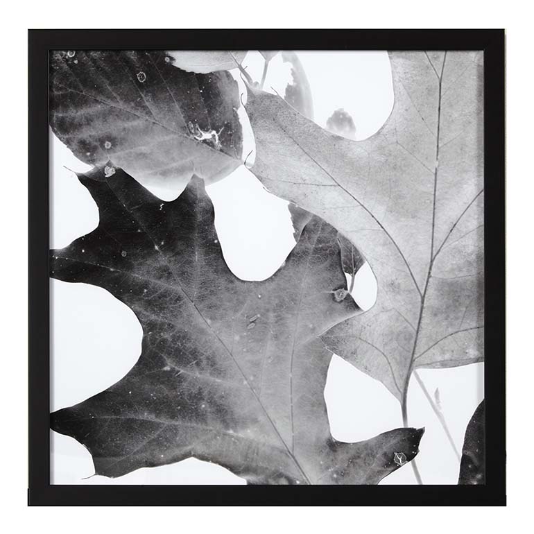 Bassett Xray Leaves II