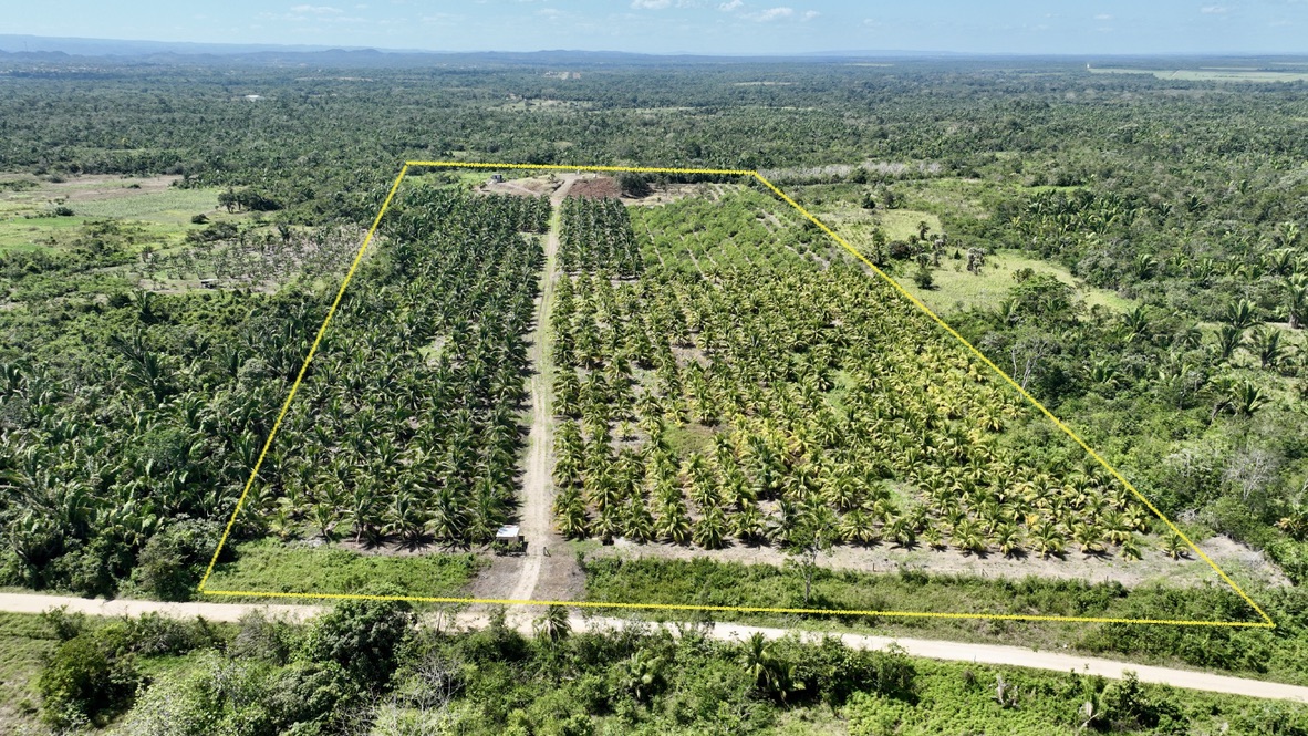 Producing 25 Acres Coconut/Lime Farm with Hilltop Homesite and Two Ponds • Vista Real Estate