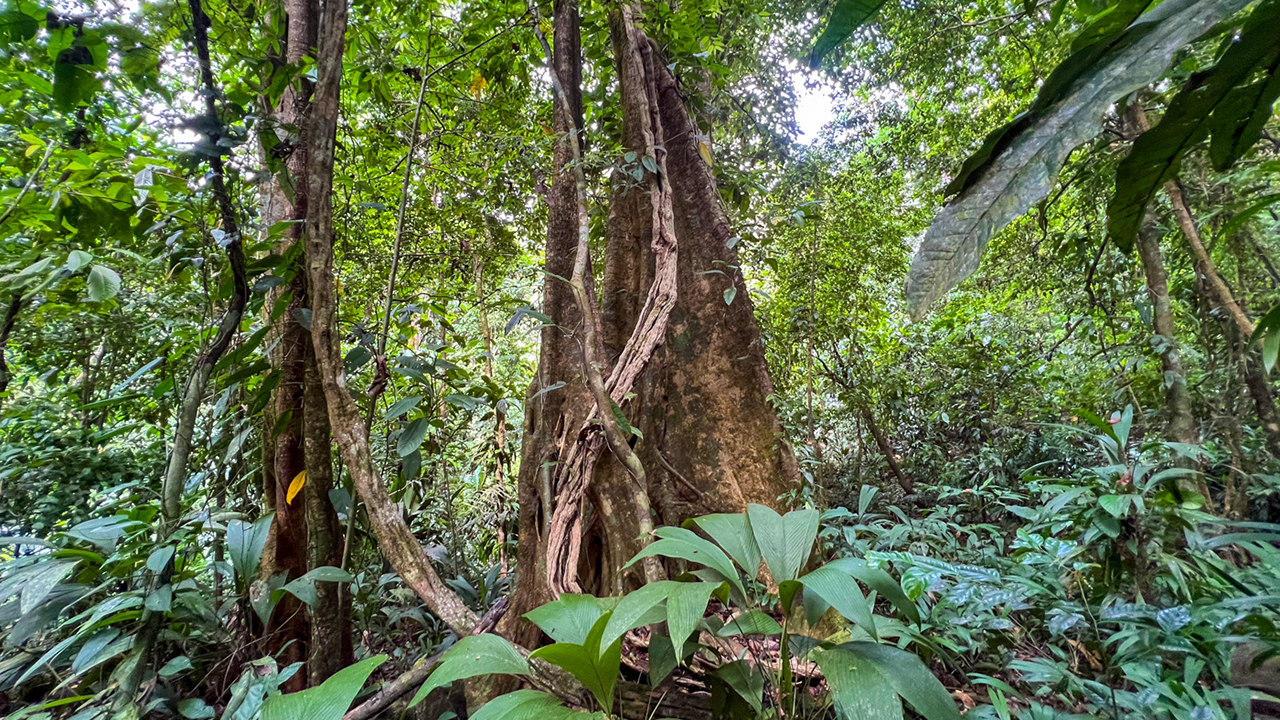 Riverfront Property with Primary Forest Close to Uvita Beaches