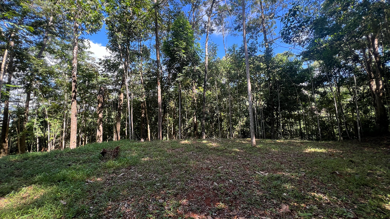Build Ready Home Site with Easy Access in a Lush Rainforest Setting