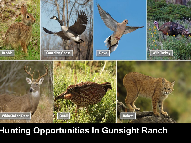 Best priced 50 Acre Gunsight Ranch on the market! - property image item 40