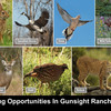 Best priced 50 Acre Gunsight Ranch on the market! - property image item 40