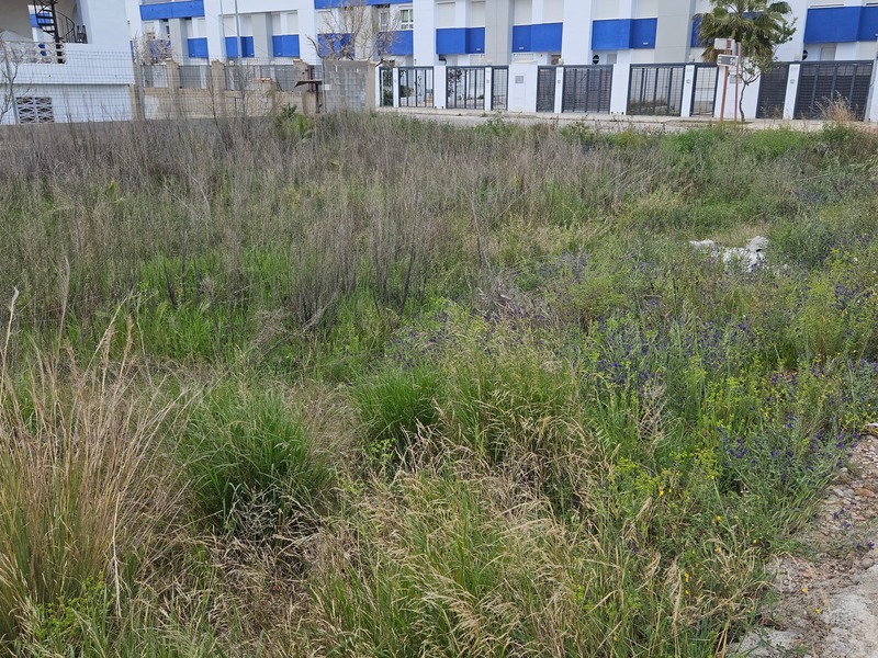 Suelo en venta  en Avenida MAR (DE LA), Almenara
