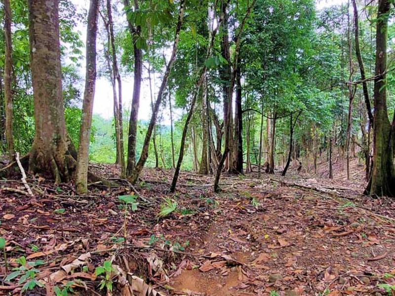 0 bed Lot/Land For Sale in Uvita,  - 1