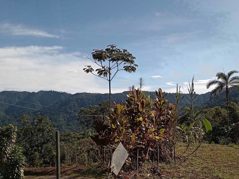 0 bed Lot/Land For Sale in Dominical,  - 1