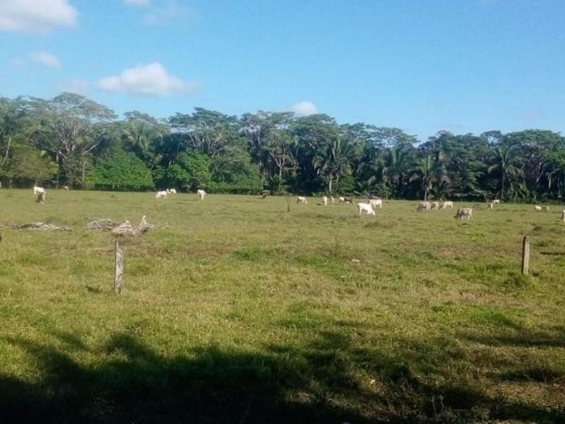 0 bed Lot/Land For Sale in Osa Peninsula,  - 1