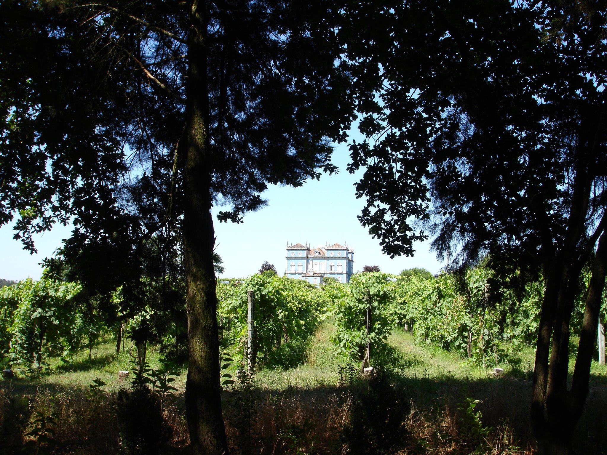 portugal palace peeking out from a wine vineyard