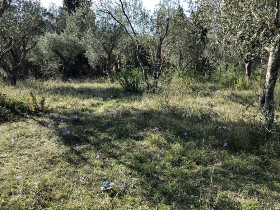 Listing photograph 2 of 2 of the land in Kontokali, published by Roula Rouva Real Estate.