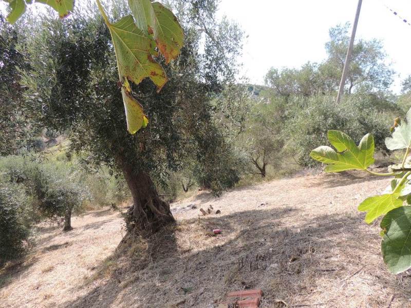 Listing photograph 3 of 11 of the land in Kavadades, published by Roula Rouva Real Estate.