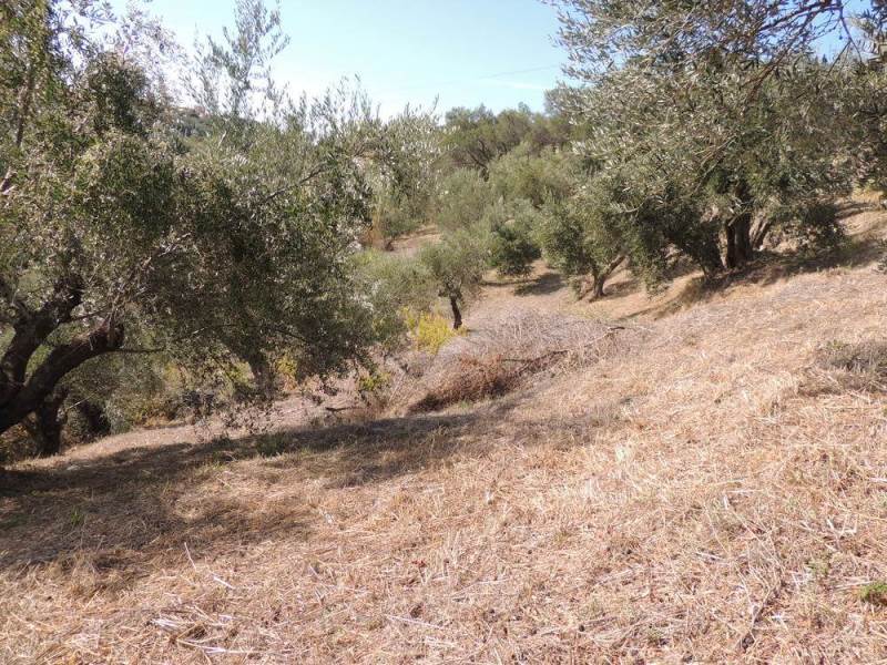 Listing photograph 7 of 11 of the land in Kavadades, published by Roula Rouva Real Estate.