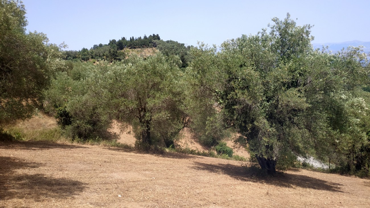 Listing photograph 3 of 12 of the land in Kariotiko, published by Roula Rouva Real Estate.