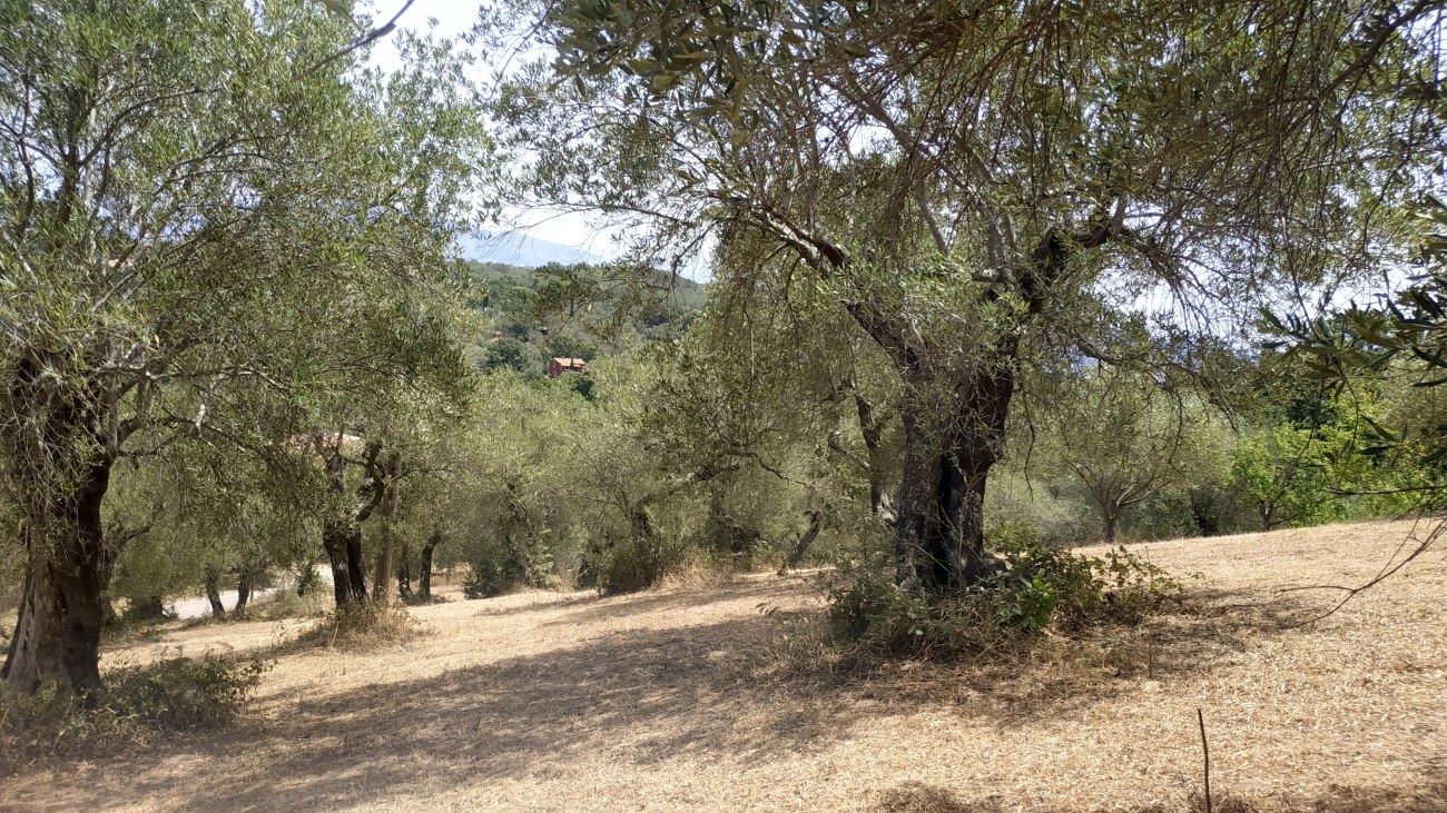 Listing photograph 12 of 12 of the land in Kariotiko, published by Roula Rouva Real Estate.