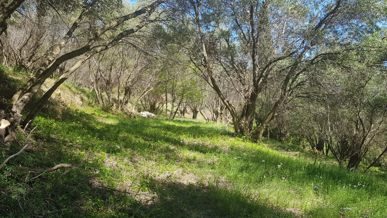 Listing photograph 3 of 8 of the land in Agii Deka, published by Roula Rouva Real Estate.