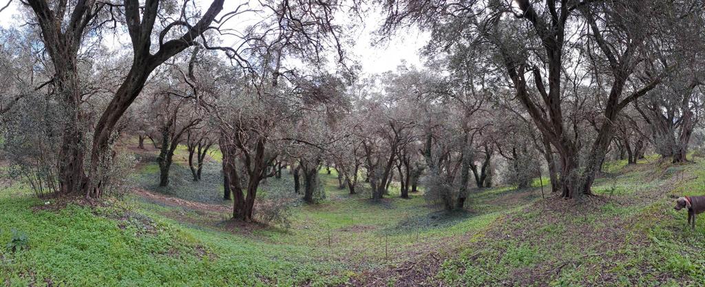 Listing photograph 3 of 3 of the land in Agros, published by Roula Rouva Real Estate.