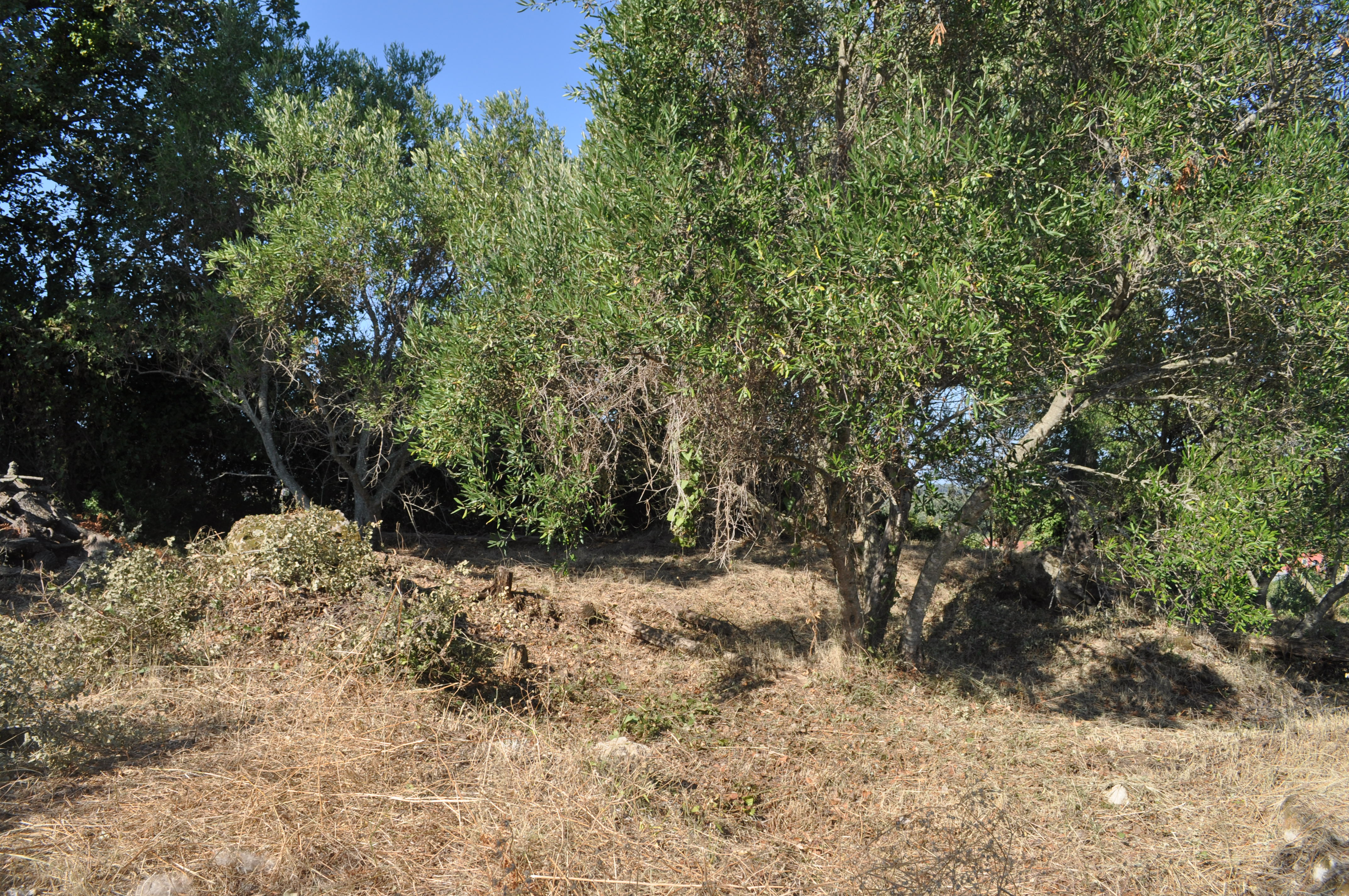 Listing photograph 3 of 8 of the land in Kalafationes, published by Roula Rouva Real Estate.