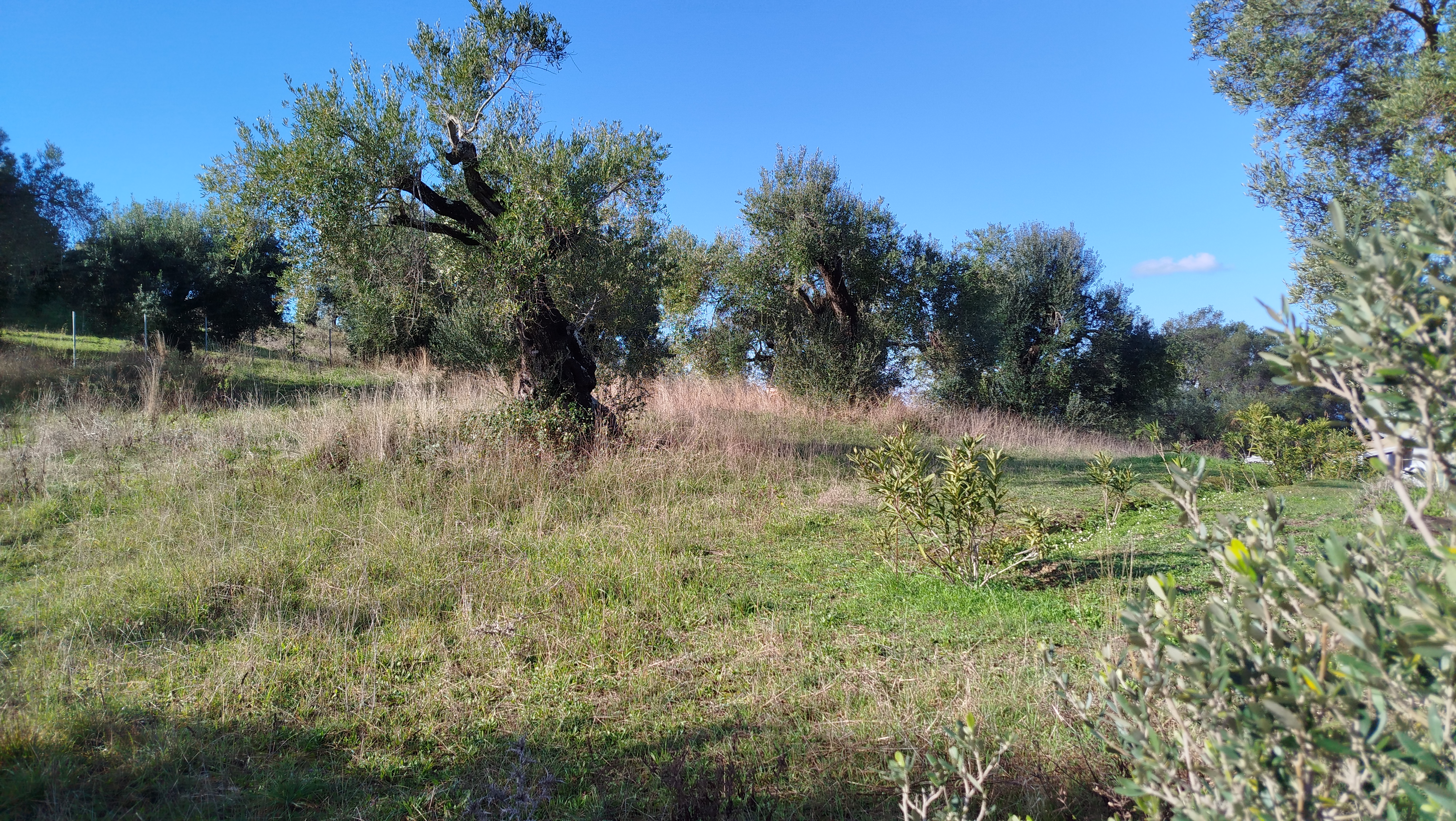 Listing photograph 5 of 6 of the land in Arilas, published by Roula Rouva Real Estate.