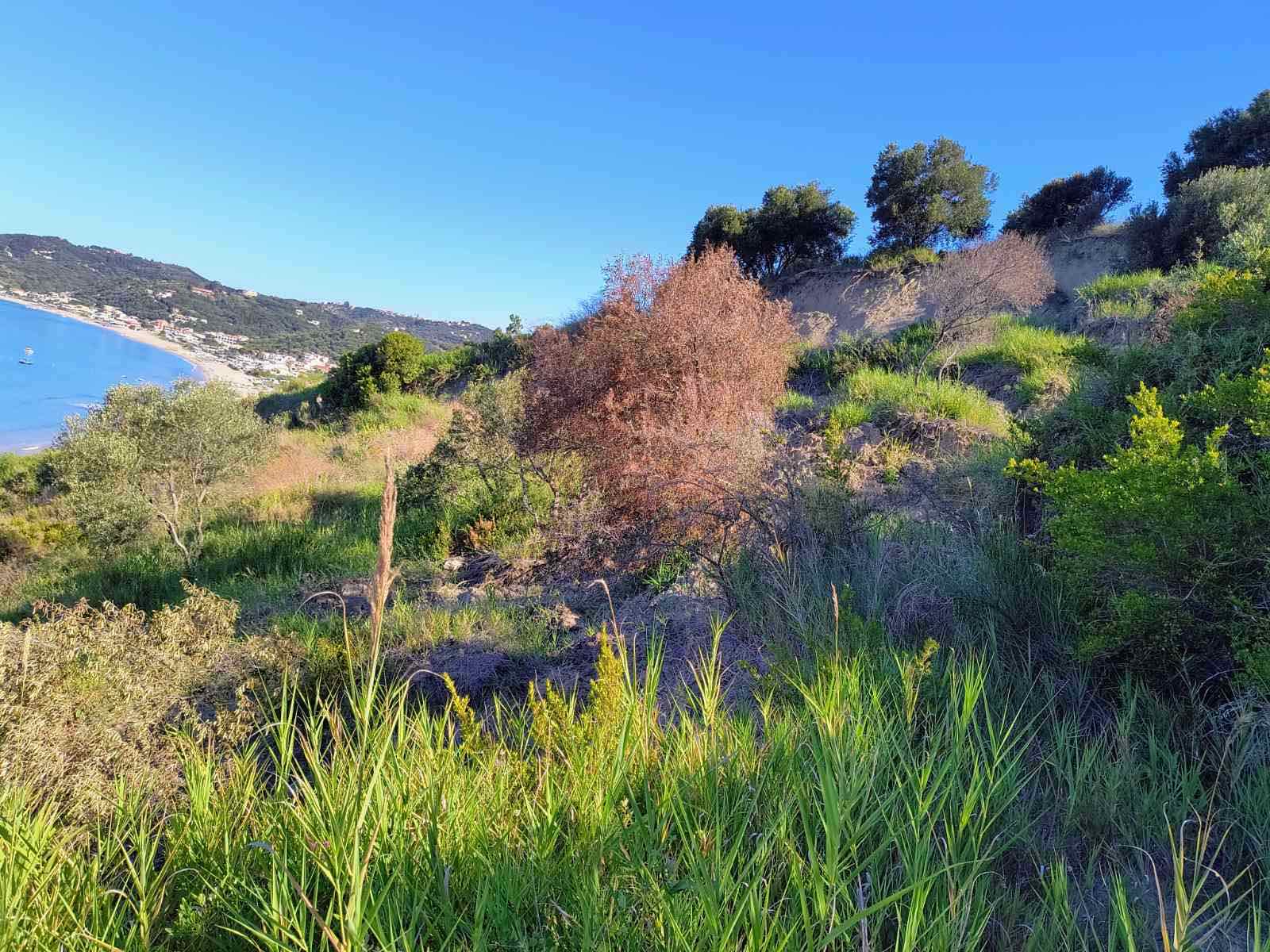 Listing photograph 3 of 4 of the land in Agios Georgios, Northern Corfu, published by Roula Rouva Real Estate.
