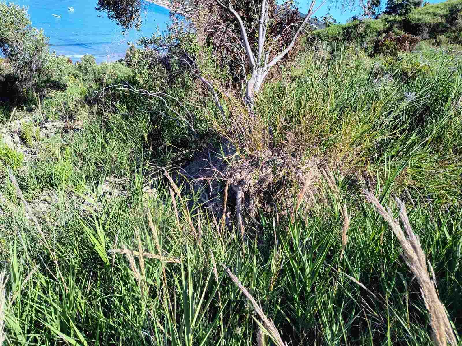 Listing photograph 4 of 4 of the land in Agios Georgios, Northern Corfu, published by Roula Rouva Real Estate.